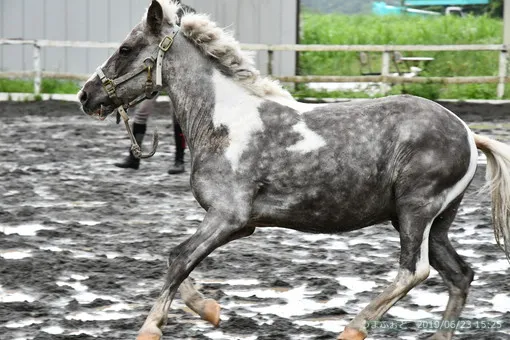ＯＩＳＯ馬